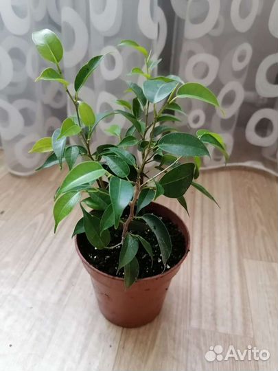 Фикус мелколистный