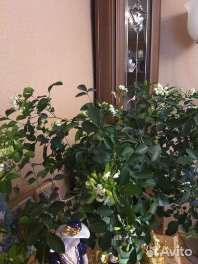 Мурайя метельчатая