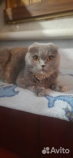 Шотландская кошка