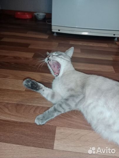 Котик в добрые руки