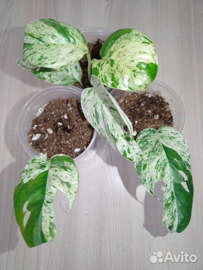 Сциндапсус, эпипремнум