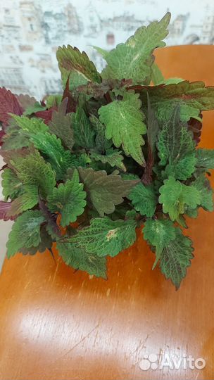 Комнатные растения аихризон (дерево любви) и др