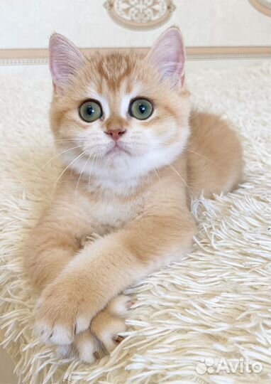 Очень ласковая девочка ny12