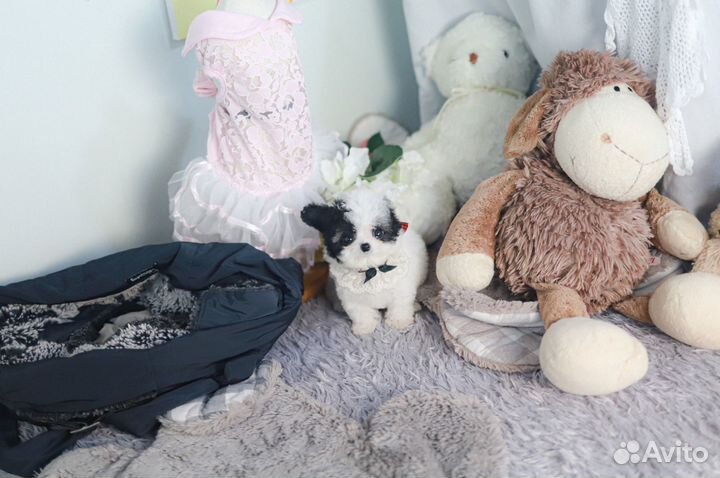 Micro пудель Корея