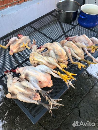 Домашние суповые тушки кур