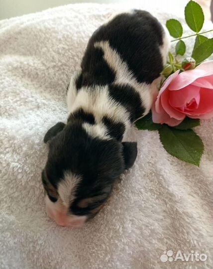 Щенки бигль