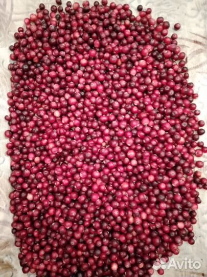 Клюква свежая