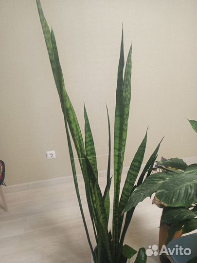 Цветы крупномеры