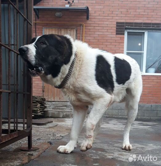 Вязка. Алабай