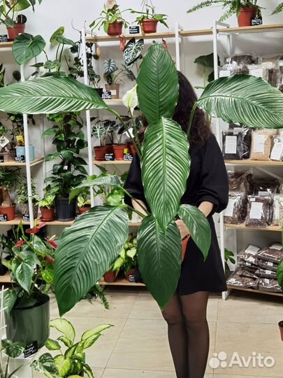 Цветущие делёнки,крупный Спатифиллум Свит Лауретта