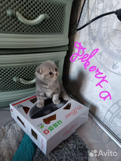Котята Милашки