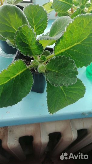 Комнатные цветы