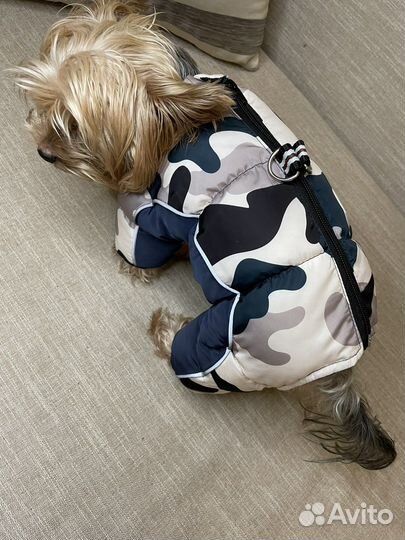 Одежда для собак