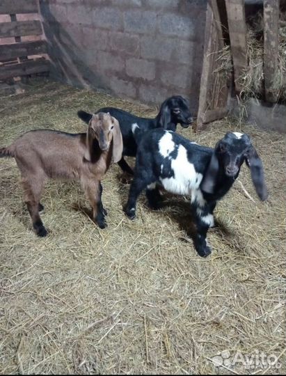 Комори/нуби, овцы