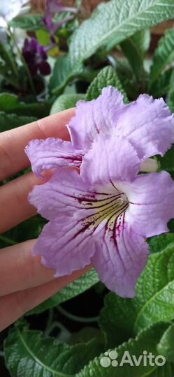 Стрептокарпус