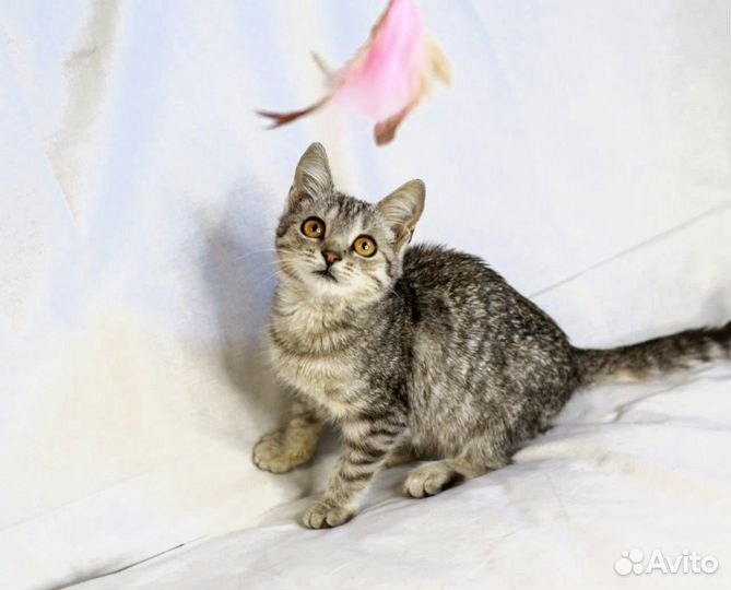 Котенок