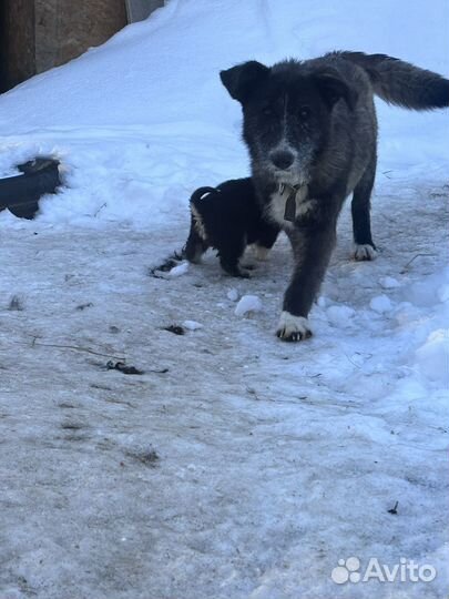 Щенки в добрые руки даром
