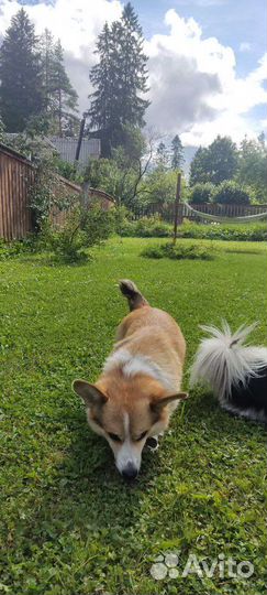 Вельш корги