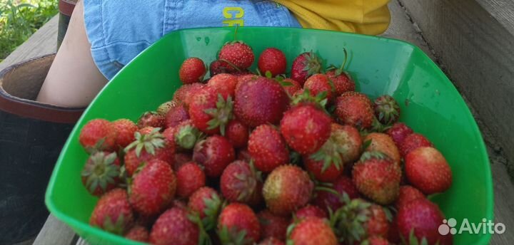 Рассада клубники