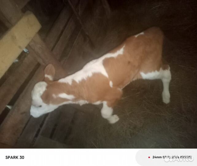 С/х животные