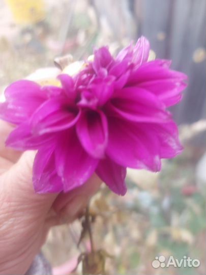 Продам георгины