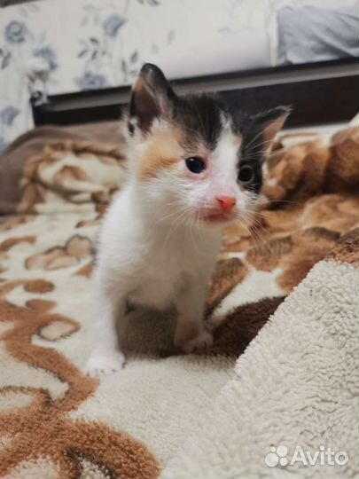 Котенок в добрые руки