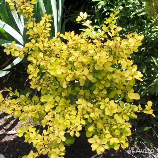 Барбарис Ауреа