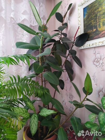 Комнатные цветы