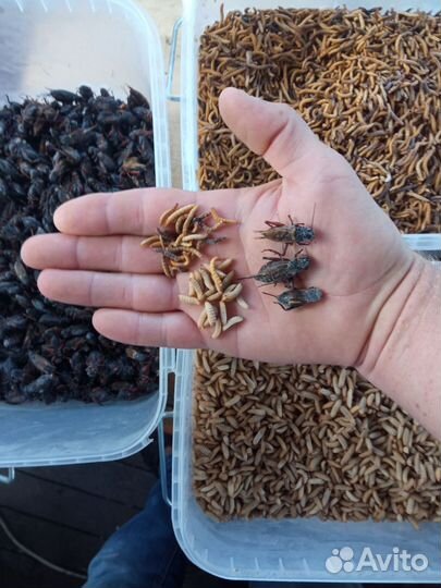 Заморозка, сверчок, лич. мучник, чёрная львинка