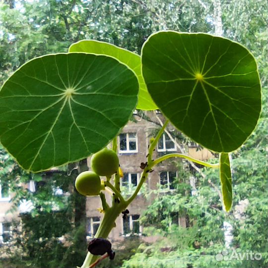 Каудексные растения - Stephania Erecta и экзотика