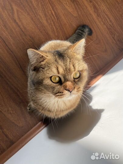 Британский кот на вязку