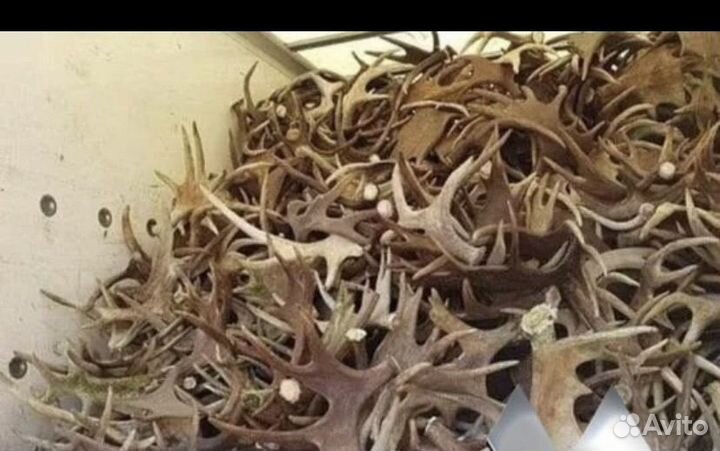 Рога лося оленя