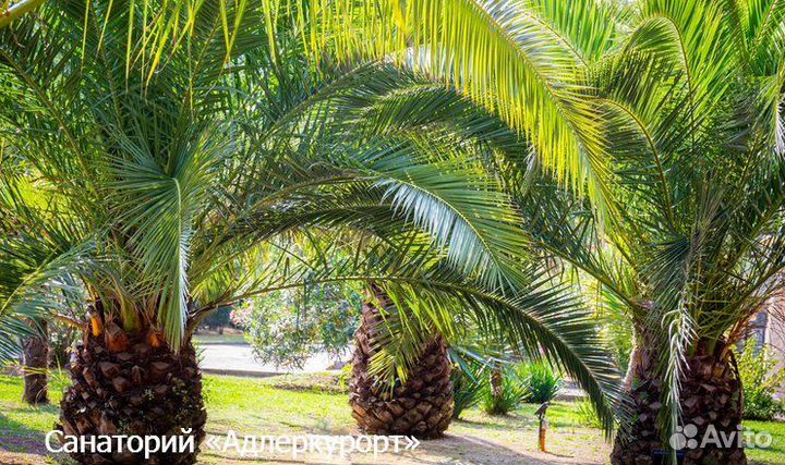 Путевка в санаторий Дельфин Адлер