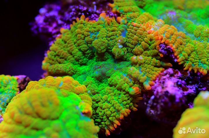 Морские кораллы
