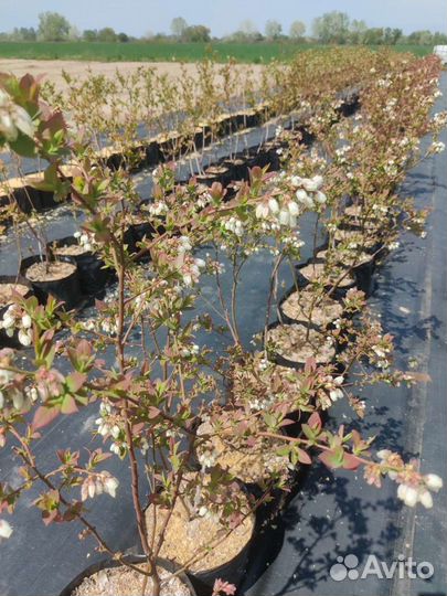 Саженцы голубики 4-летние плодоносящие