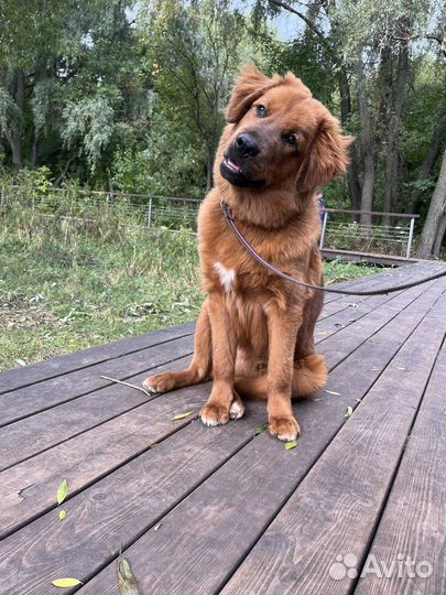 Кинолог. Дрессировка собак