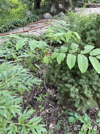 Манжурский орех