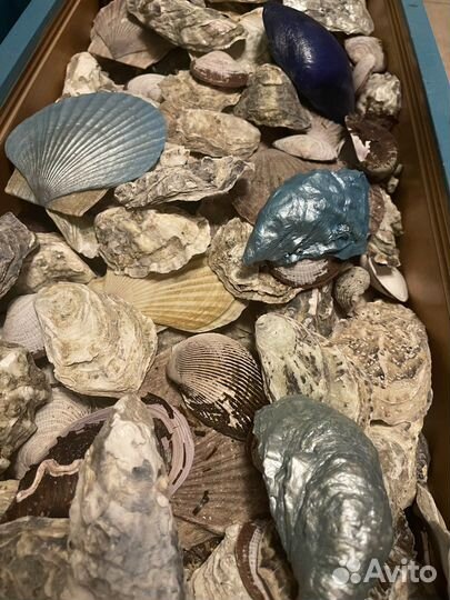 Ракушки створки от устриц морепродуктов