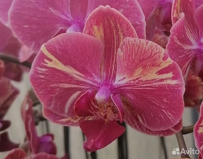 Орхидея фаленопсис биг лип