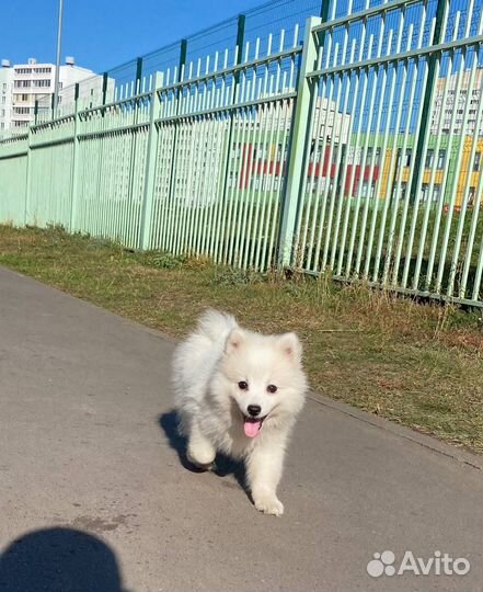 Японский шпиц
