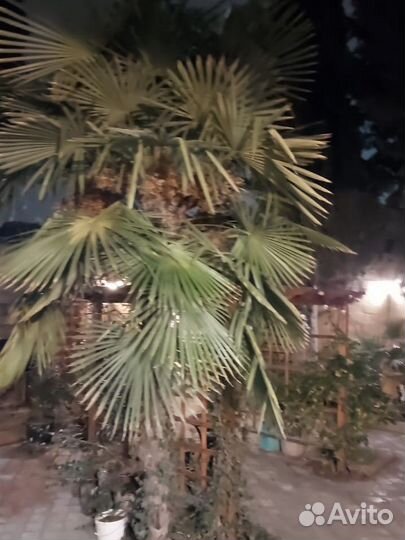 Пальма трахикарпус