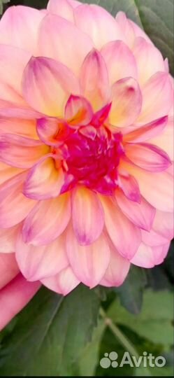 Георгины клубни