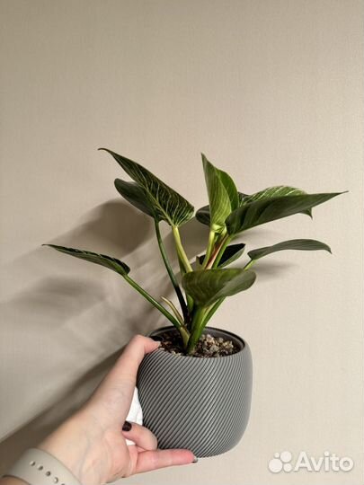 Филодендрон биркин