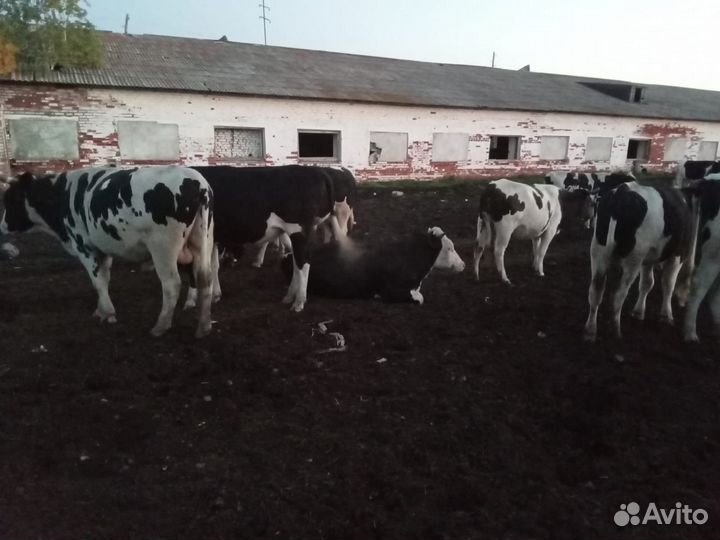 Телята Бычки и телочки