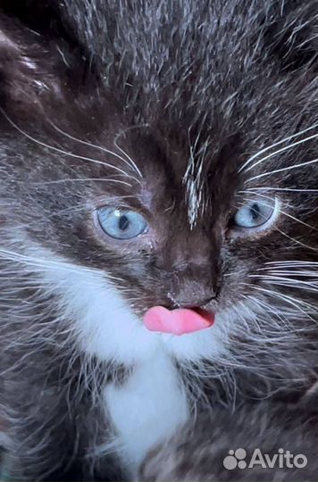 Котёнок девочка и мальчик