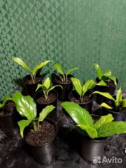 Спатифиллум