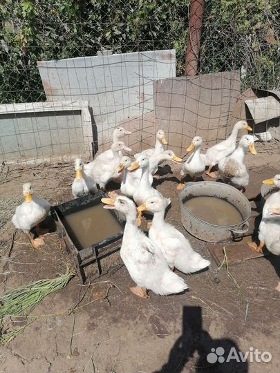 Гусята, Утята, Индюшата, цыплята, Цесарята