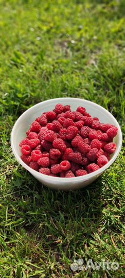 Саженцы малины