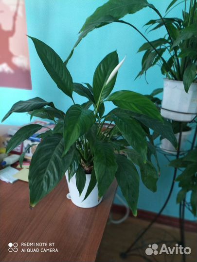 Комнатные растения и цветы