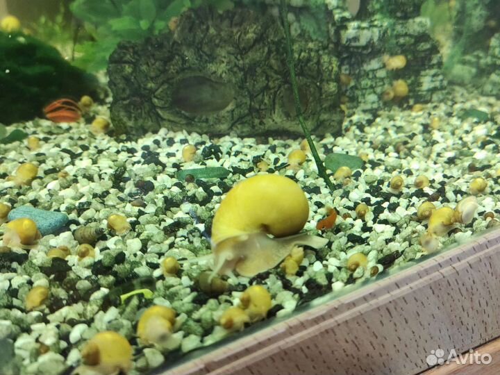 Улитки Ампулярии для аквариума